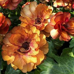 園芸ネット本店｜ラナンキュラス：ラックス サティロス3.5-4号ポット