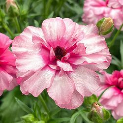 ラナンキュラス：ラックス　ジュピター3.5-4号ポット 3株セット