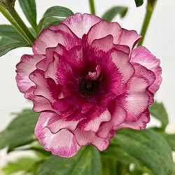 [送料無料]ラナンキュラス：ラックス　ディオニュソス3.5-4号ポット 6株セット