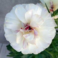 ラナンキュラス：ラックス　ニノス3.5-4号ポット 3株セット