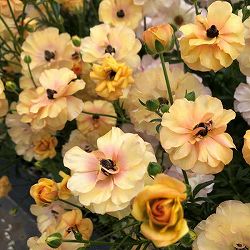 ラナンキュラス：ラックス　ベスタリス3.5-4号ポット 3株セット