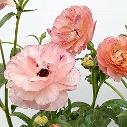 [送料無料]ラナンキュラス：ラックス　ヘスティア3.5-4号ポット 6株セット