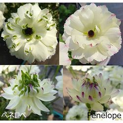 ラナンキュラス：ラックス　ペネロペ3.5-4号ポット 3株セット