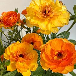 [送料無料]ラナンキュラス：ラックス　ミネルバ3.5-4号ポット 6株セット