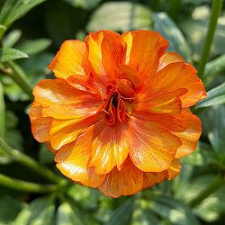 ラナンキュラス：ラックス　ミノアン２／3.5-4号ポット 3株セット