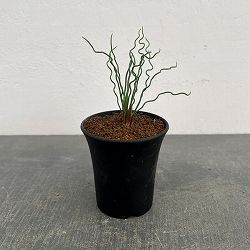 ブルビネ：トルタ　3号鉢植え