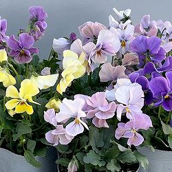 ビオラ：M’ｓビオラ（吉村農園さん）君待ち・ブローインフィールドのオフタイプ3.5号ポット