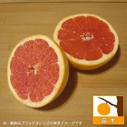 ブラッドオレンジ3号ポット