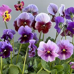 ビオラ：君待ち　パンセ3.5号ポット