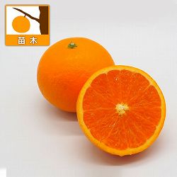 キヨミオレンジ（清見オレンジ）3号ポット