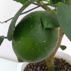 ライム3号ポット