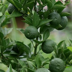 スダチ3号ポット