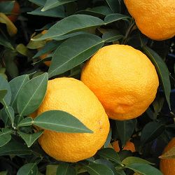 ユズ：ホンユズ（本柚子）3号ポット接木苗