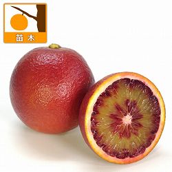 ブラッドオレンジ：モロ5号ポット