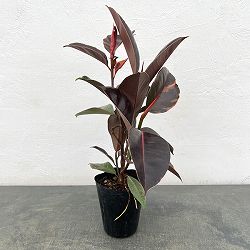 フィカス：エラスティカ　ブルールビー　4号ポット