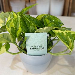 ポトス：エメラルド　3号ポット潤流鉢（穴ナシ鉢カバー入り）入り