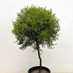 エリカ：ジャノメエリカ（スタンド仕立て）8号鉢植え