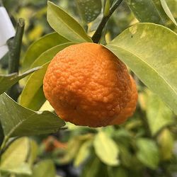 カブーチ5号ポット