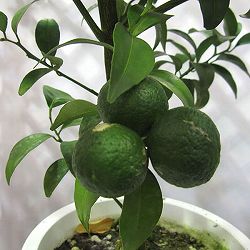 シークワーサー：種無し5号ポット