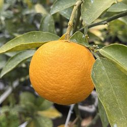 タルガヨ5号ポット