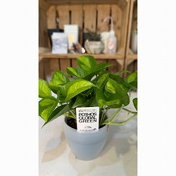 ポトス：グローバルグリーン3号ポット潤流鉢（穴ナシ鉢カバー入り）入り