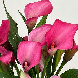 カラー：ローズ　5号鉢植え