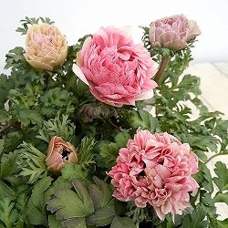 [26年2月中下旬予約]アネモネ：クラシカルピンク3-3.5号ポット*