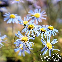 キングフィッシャー デージー 3-3.5号ポット（村岡オーガニックさん自家採種株）