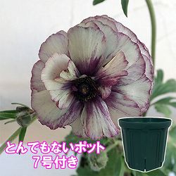ラナンキュラス：ラックス　アイオリア3.5-4号ポット／とんでもないポット付き