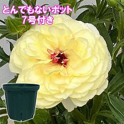 ラナンキュラス：ラックス　アフロディーテ3.5-4号ポット／とんでもないポット付き