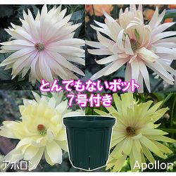 ラナンキュラス：ラックス　アポロン3.5-4号ポット／とんでもないポット付き
