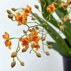 オンシジウム：トゥインクル　オレンジ系3.5号ポット