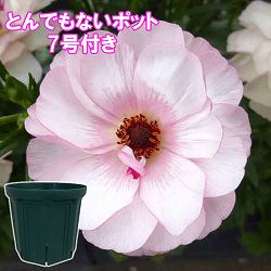 ラナンキュラス：ラックス　ヴィーナス3.5-4号ポット／とんでもないポット付き