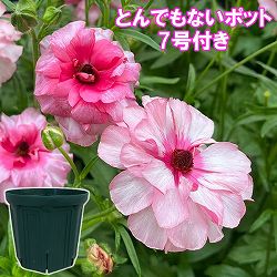 ラナンキュラス：ラックス　ジュピター3.5-4号ポット／とんでもないポット付き