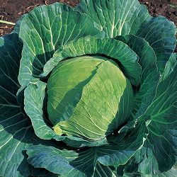 [送料無料]キャベツ：YR天空(R)の苗2.5号ポット入り 40株セット