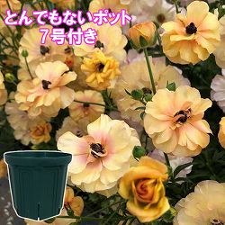 ラナンキュラス：ラックス　ベスタリス3.5-4号ポット／とんでもないポット付き