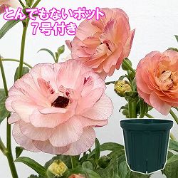 ラナンキュラス：ラックス　ヘスティア3.5-4号ポット／とんでもないポット付き