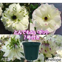 ラナンキュラス：ラックス　ペネロペ3.5-4号ポット／とんでもないポット付き
