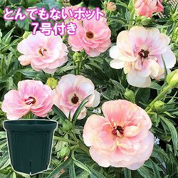 ラナンキュラス：ラックス　ヘレン3.5-4号ポット／とんでもないポット付き