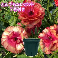 ラナンキュラス：ラックス　ムーサ3.5-4号ポット／とんでもないポット付き