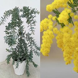 アカシア：シダレ ミモザ7号鉢植え