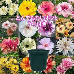 ラナンキュラス：ラックス　品種おまかせ3.5-4号ポット／とんでもないポット付き