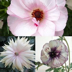 ラナンキュラス：ラックス3種セット／アイオリア・アポロン・ヴィーナス3.5-4号ポット