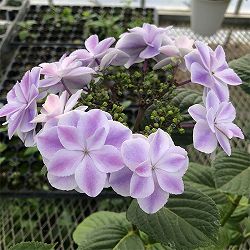 アジサイ：幻想恋花（ゲンソウレンカ）3.5号ポット