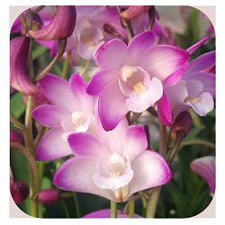 キンギアナム：春の恋3.5号鉢植え