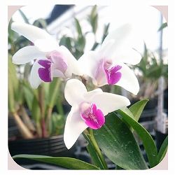 キンギアナム：日の丸3.5号鉢植え