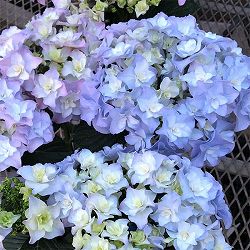 アジサイ：L’luvia（ジュビア）3.5号ポット