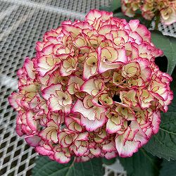 アジサイ：花宴（はなのえん）3.5号ポット