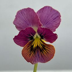 ビオラ：A-STORY恋文（こいぶみ）斑入り3.5号ポット