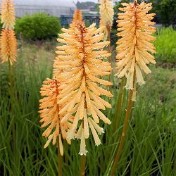 [26年4月下旬予約]クニフォフィア（トリトマ）：シャイニングセプター5号ポット